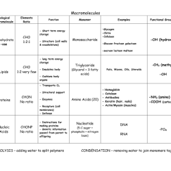 Macromolecule worksheet answer key pdf