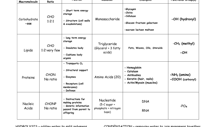 Macromolecule worksheet answer key pdf