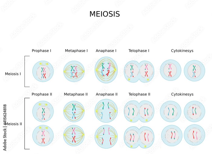 Identify the three phases of mitosis in the following photomicrographs