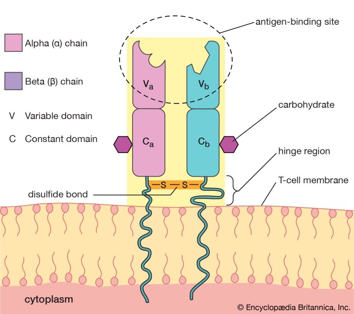 Cd3 tcr complex zeta comparison lymphocytes bcr