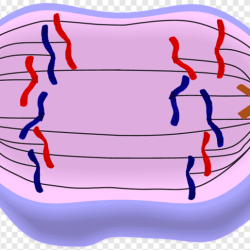 Prophase early late anaphase telophase metaphase middle cell membrane chromatin chromatid ppt powerpoint presentation nucleolus cytosol centrioles nuclear nucleus aster