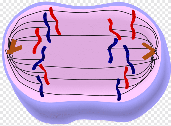 Prophase early late anaphase telophase metaphase middle cell membrane chromatin chromatid ppt powerpoint presentation nucleolus cytosol centrioles nuclear nucleus aster