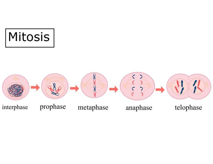 Identify the three phases of mitosis in the following photomicrographs