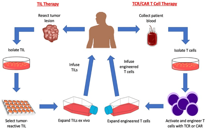 All of the following are true regarding nk cells except